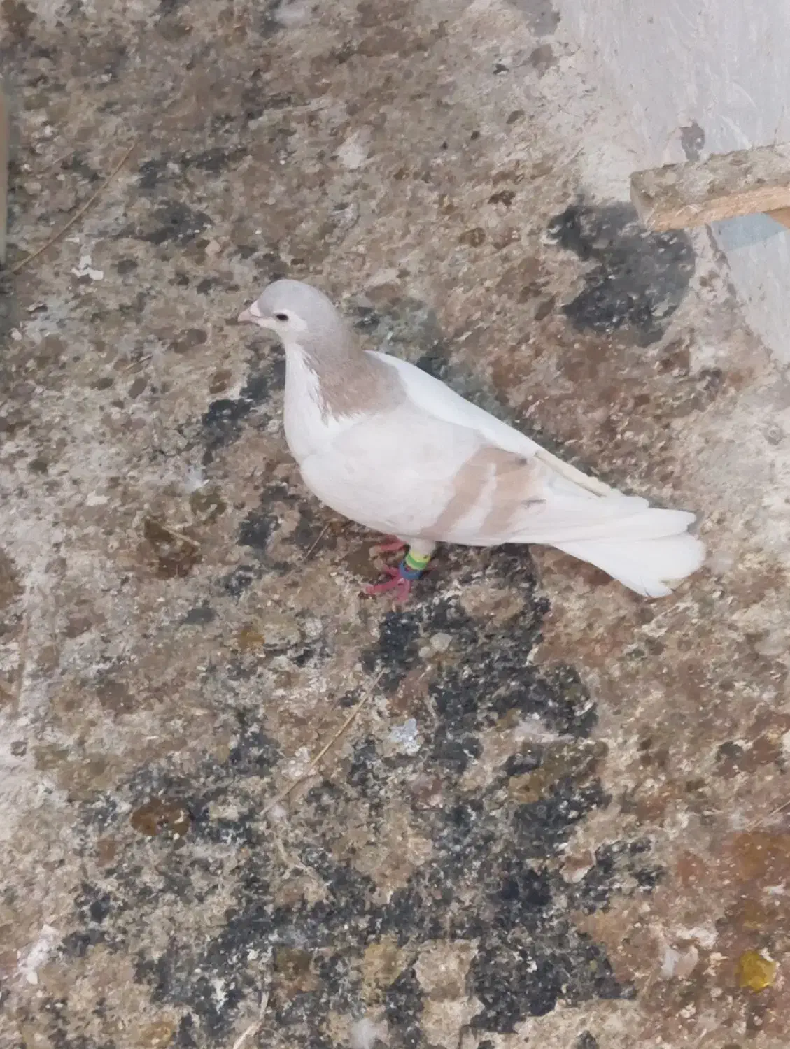 چپ عتیقه|پرنده|اسفراین, |دیوار