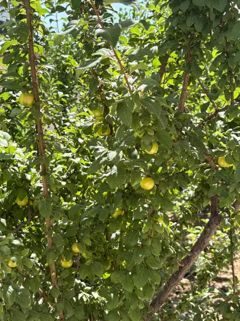 ویلا دوبلکس مبله تهاتر با آپارتمان تهران|فروش خانه و ویلا|تهران, نازی‌آباد|دیوار