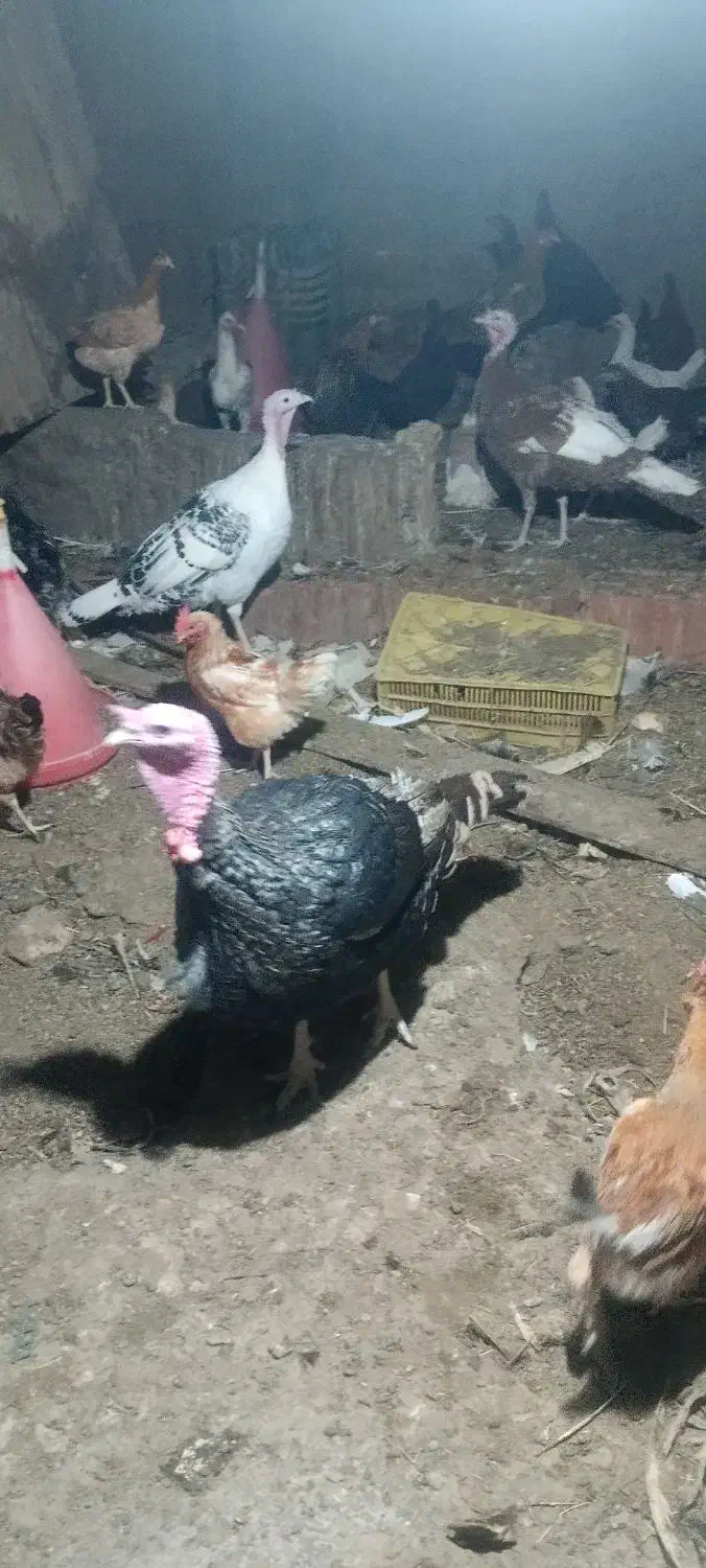 بوقلمون نر ماده|حیوانات مزرعه|بم, |دیوار