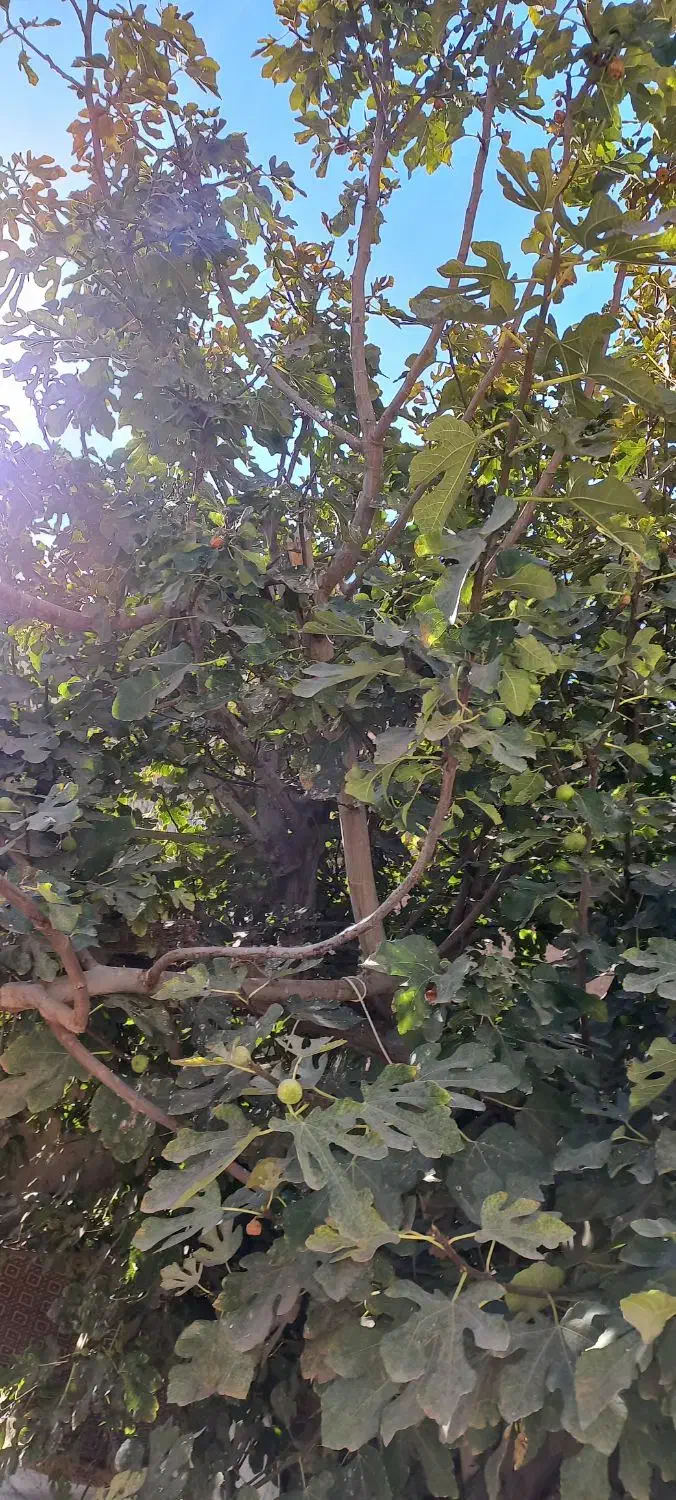 خانه دوطبقه|فروش خانه و ویلا|سبزوار, امام خمینی (ناوی)|دیوار