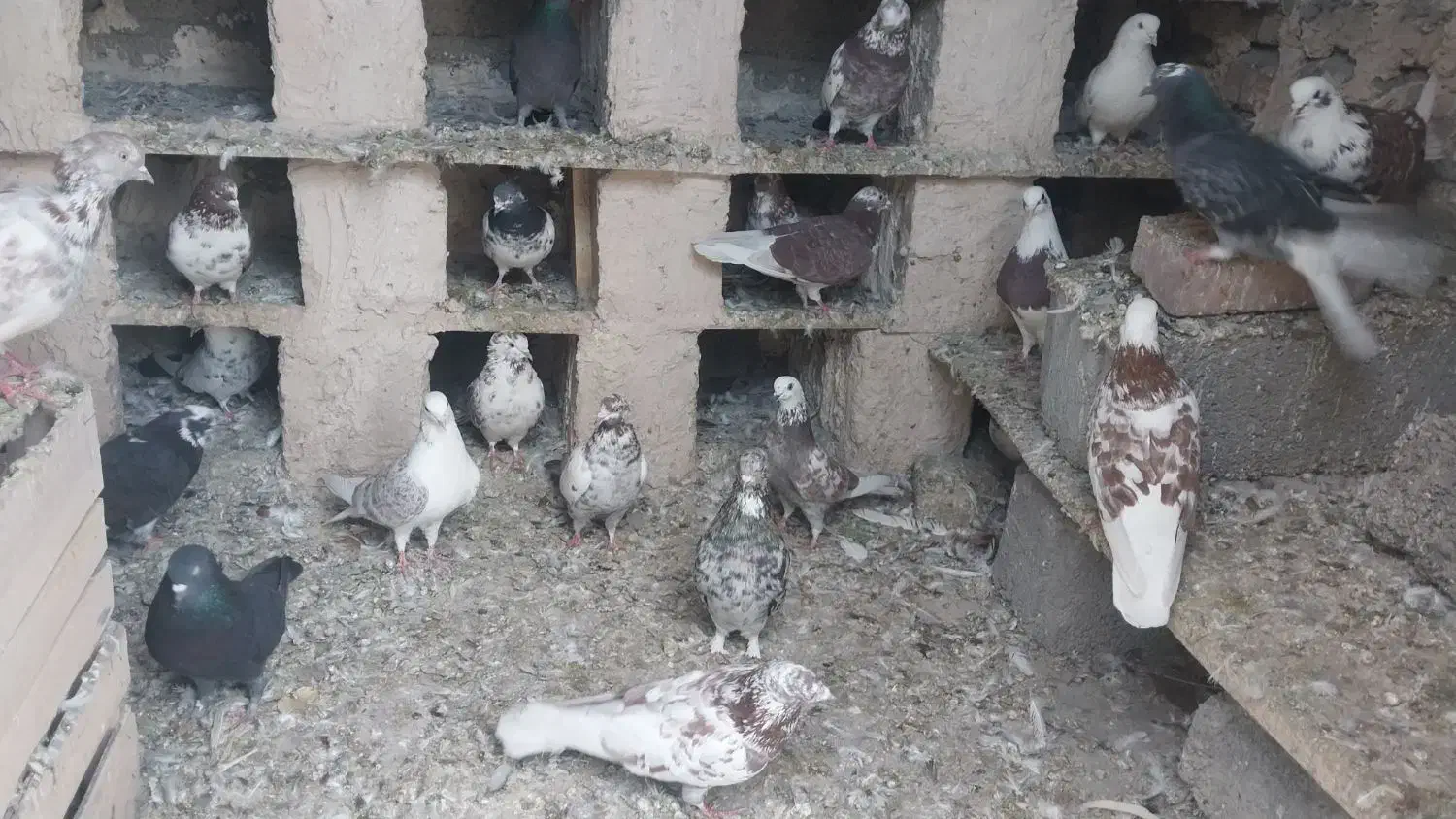 کبوتر برای فروش کل مجموعه|پرنده|خوی, |دیوار