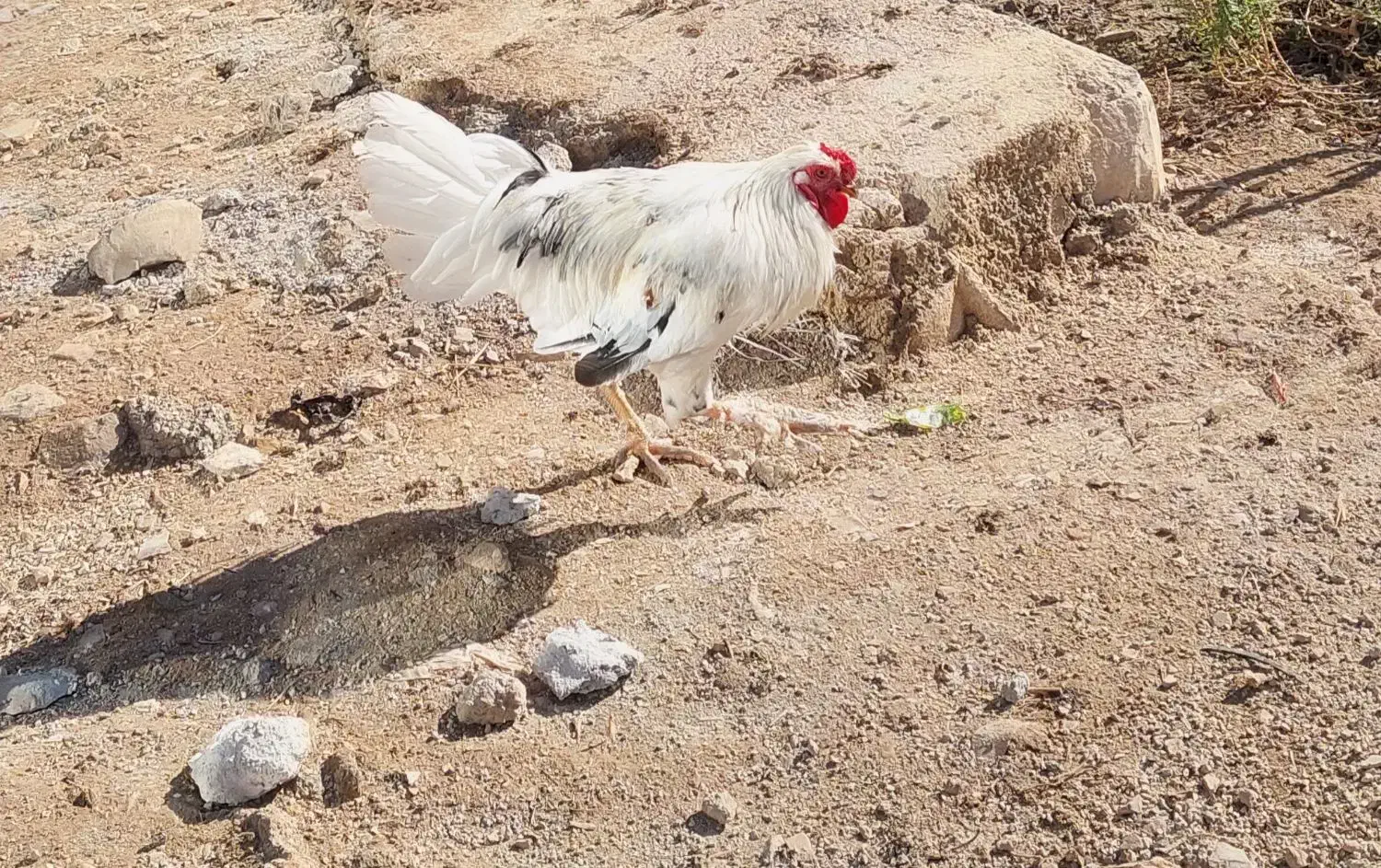 خروس گلین|حیوانات مزرعه|سرپل ذهاب, |دیوار