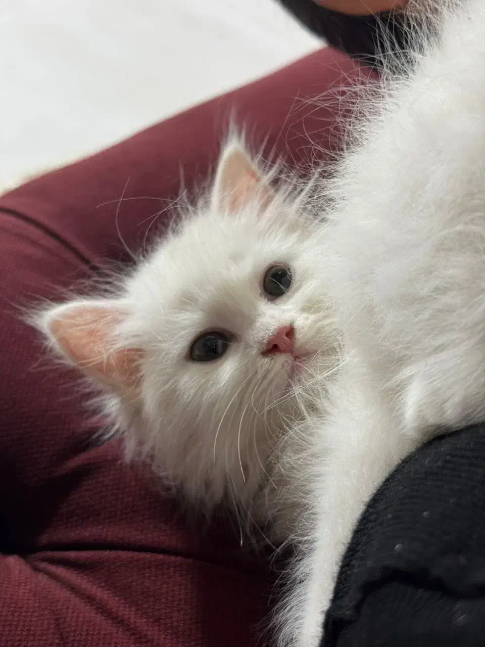 گربه دوماهه نژاد دار|گربه|یزد, |دیوار