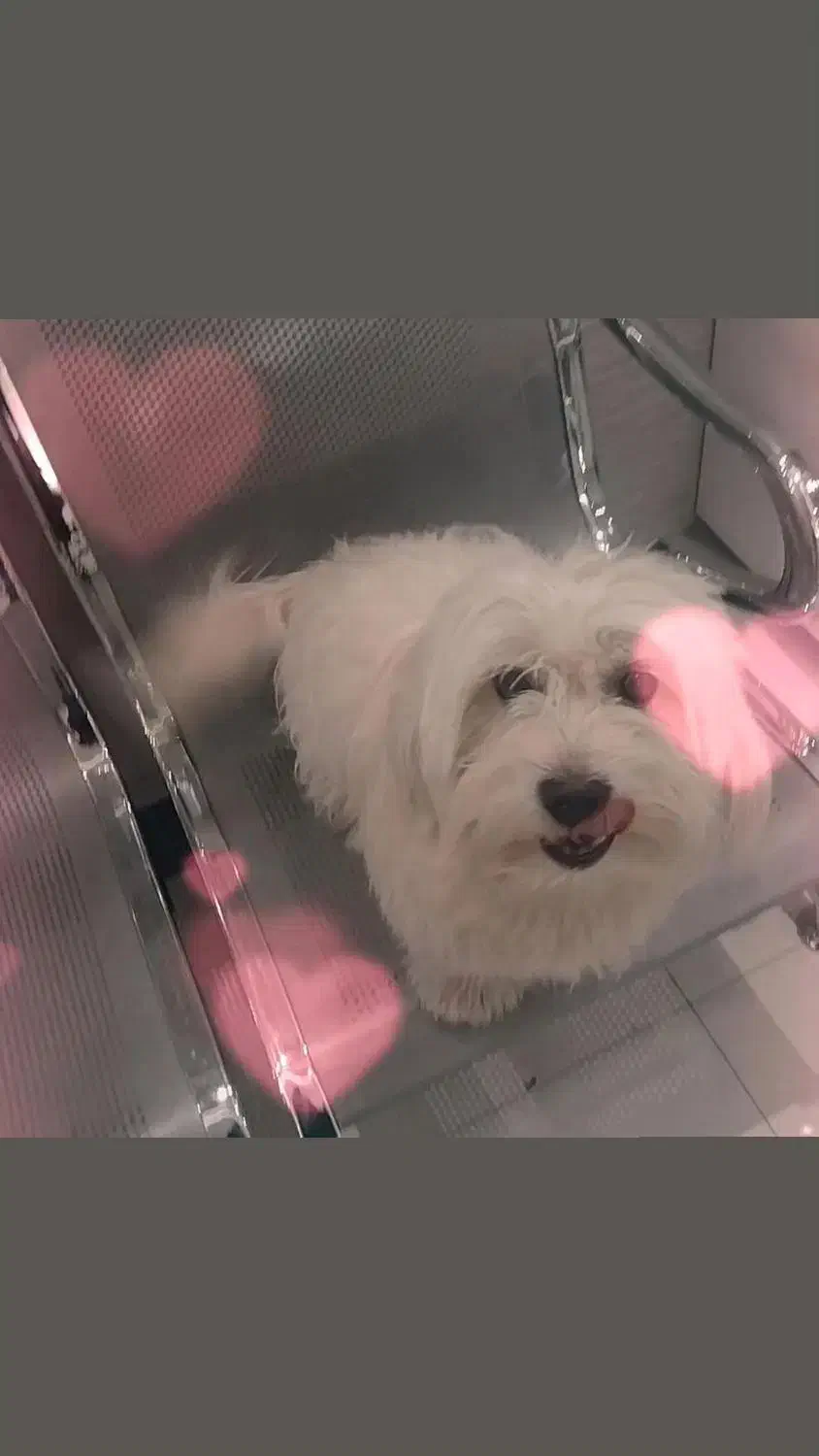 سگ نر|سگ|تبریز, |دیوار