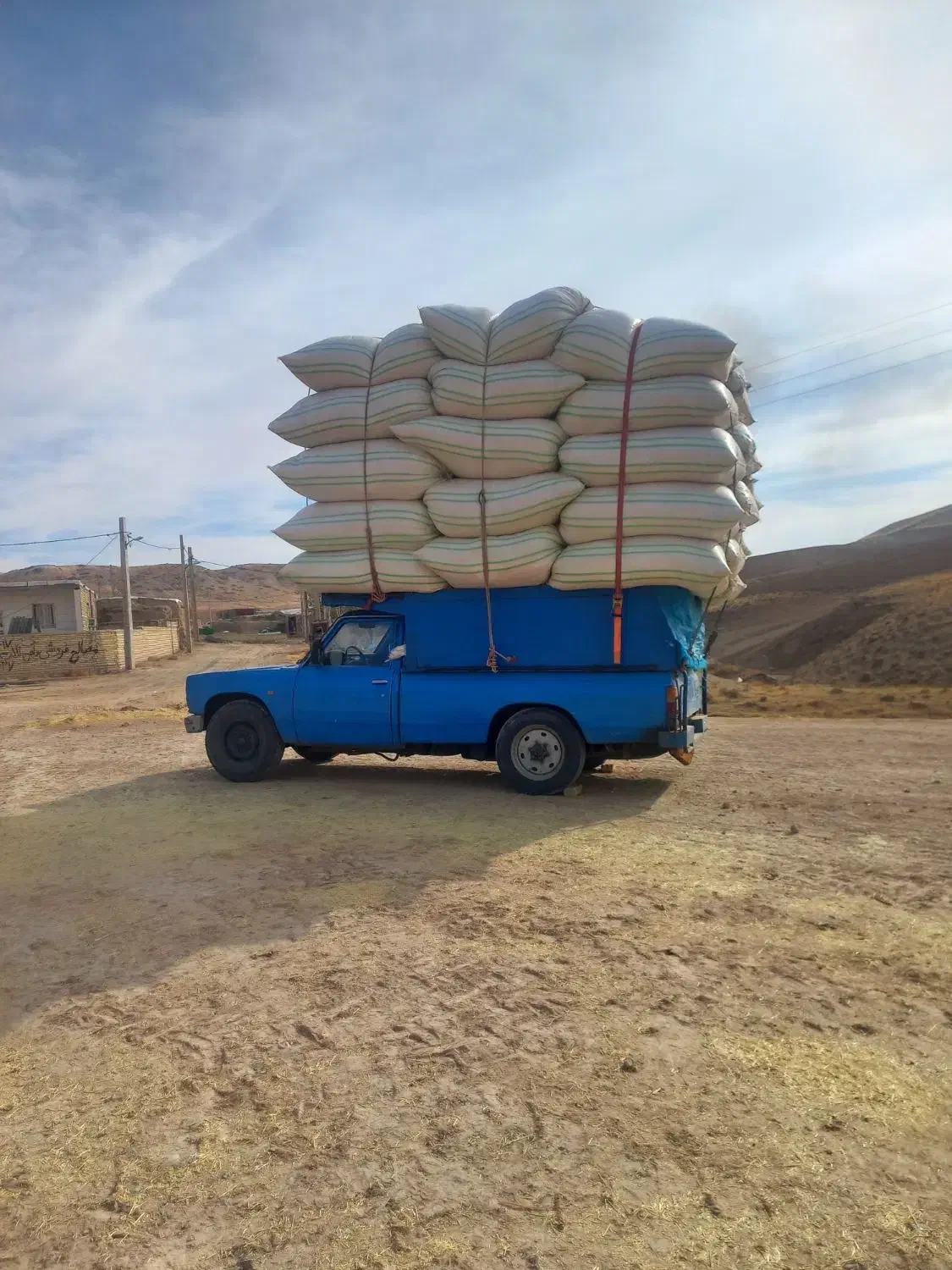 کاه گندم دیم|لوازم جانبی حیوانات|نسیم‌شهر, |دیوار