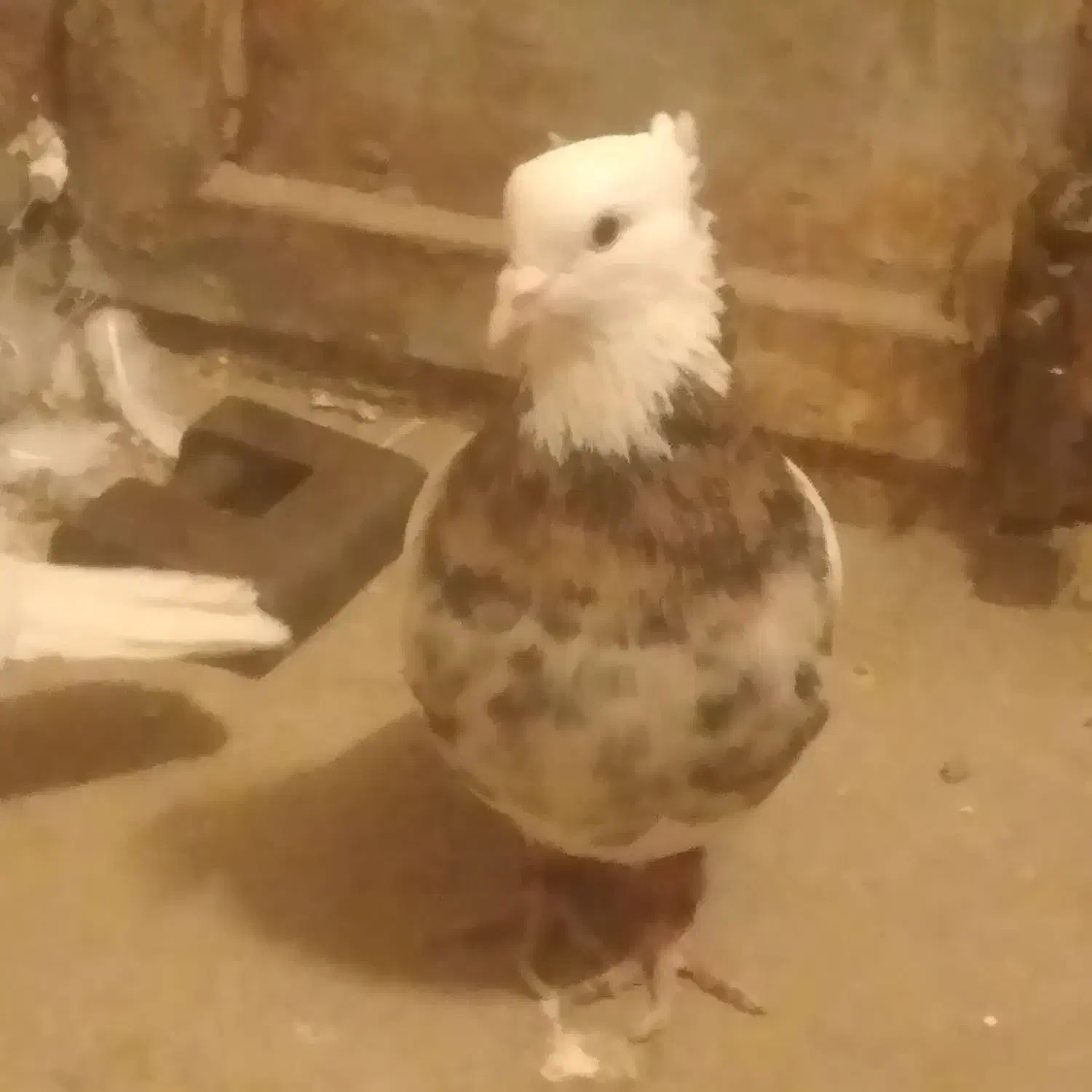 کبوتر|پرنده|نیشابور, دهنو|دیوار