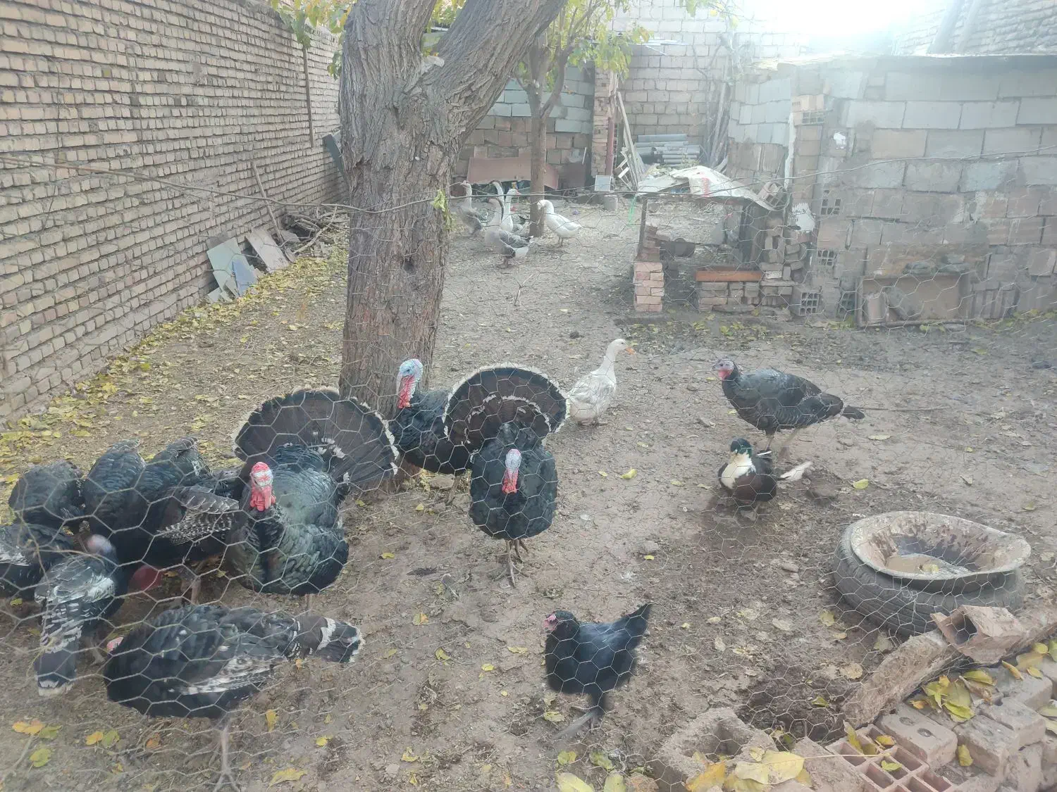 قوغاز و بوقلمون|حیوانات مزرعه|خوی, |دیوار