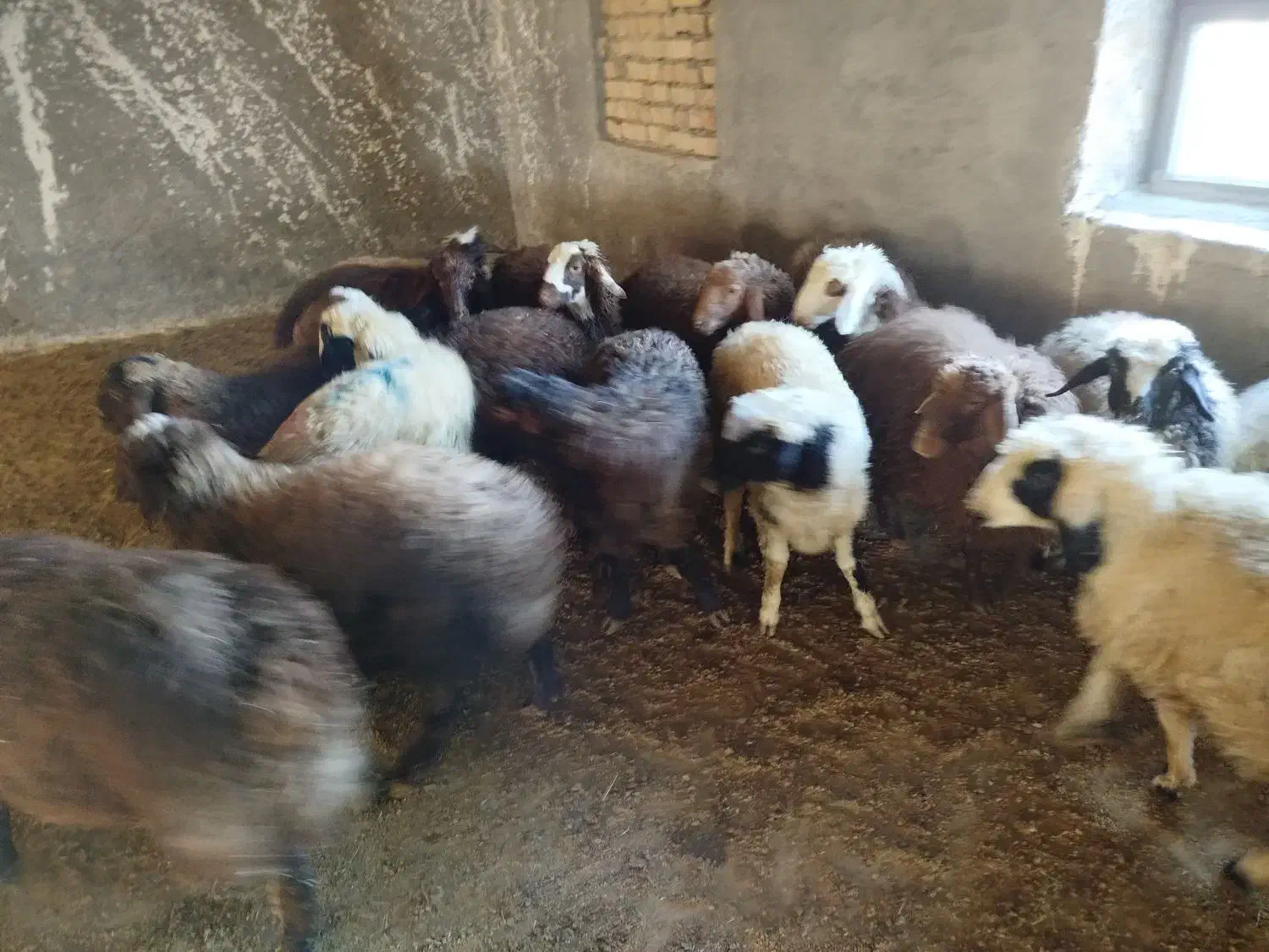 بره پایه پروار|حیوانات مزرعه|زنده رود, |دیوار