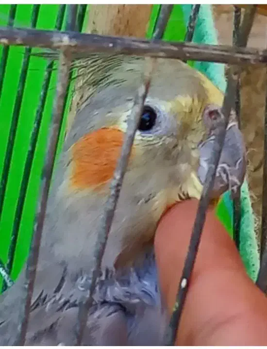 عروس هلندی نر به زمانت|پرنده|تربت‌حیدریه, کوی شهید احمدزاده ملکی|دیوار