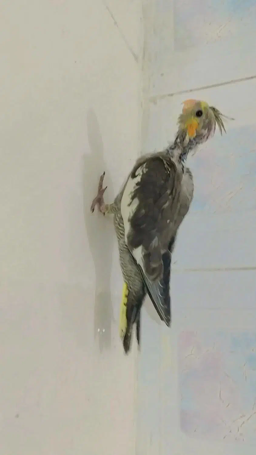 جوجه عروس هلندی|پرنده|شیراز, کوشک میدان|دیوار