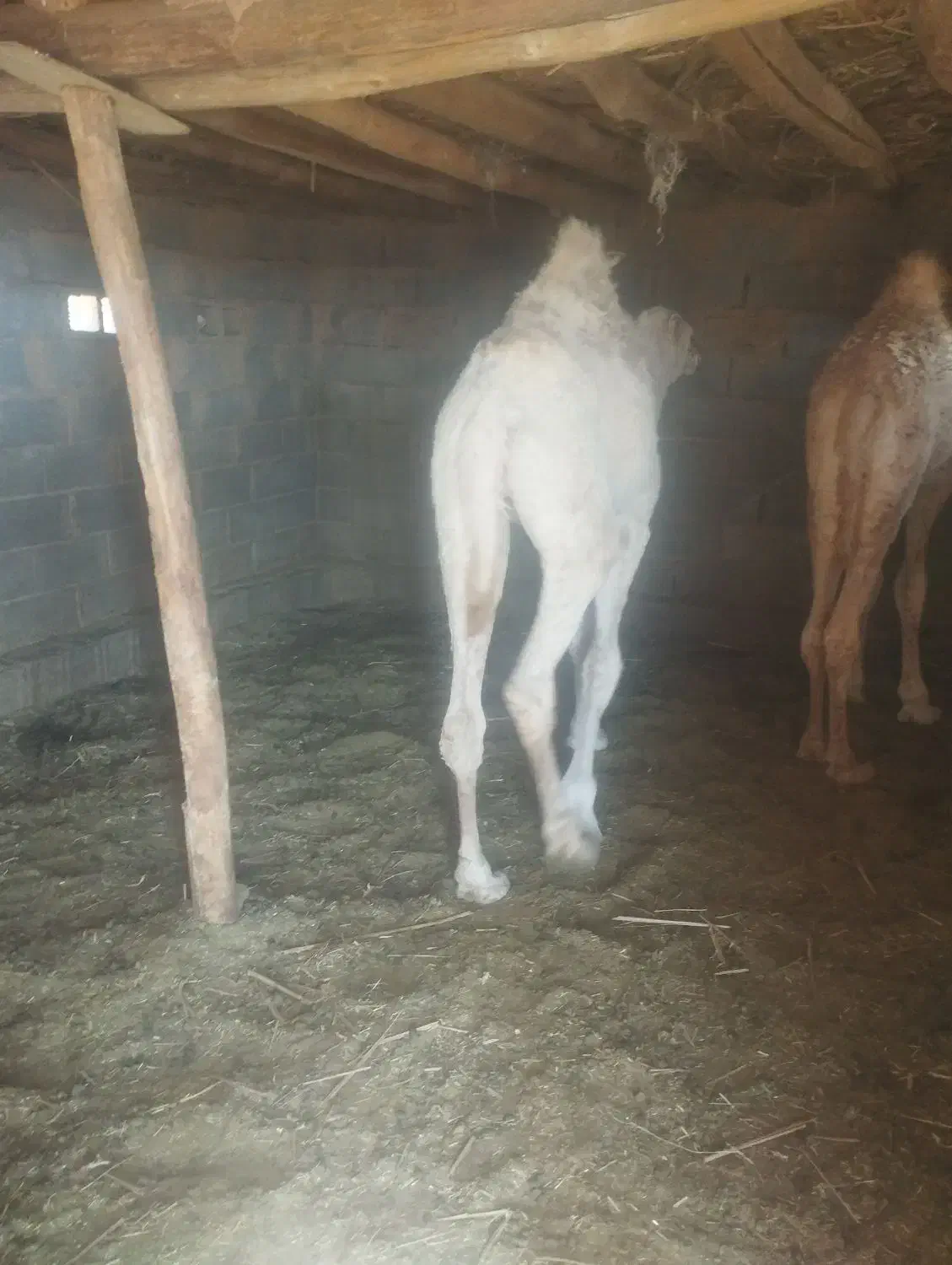 دو عدد بلبون جنس عرب|حیوانات مزرعه|چاهک, |دیوار