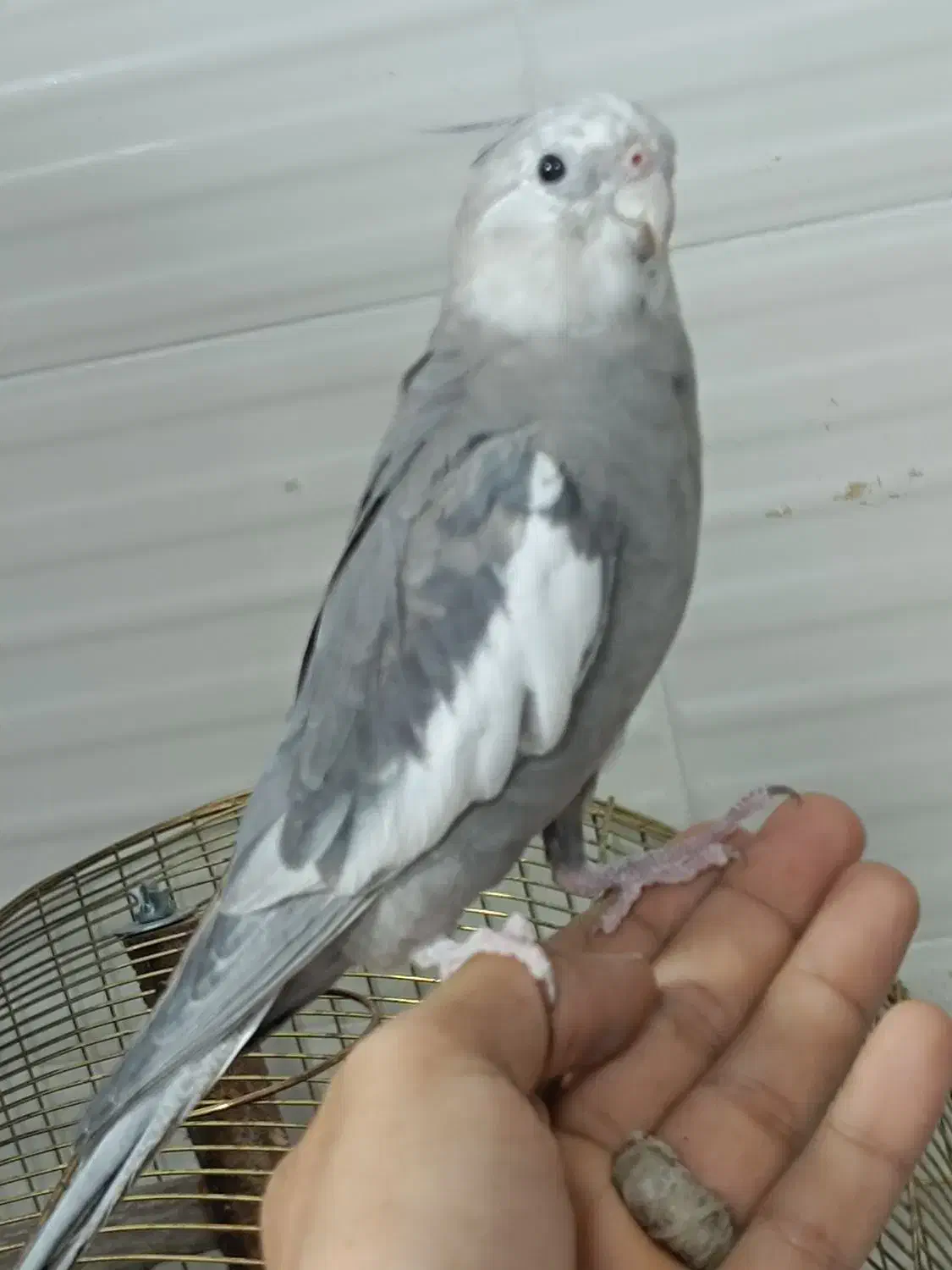 سخنگو|پرنده|بندرعباس, |دیوار