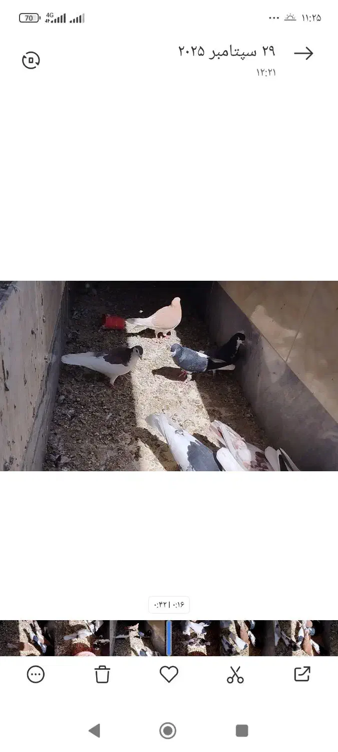 معاوضه کبوتر رنگی شهری با سگ نگهبان نر ماده|پرنده|مرودشت, فاز دوم شهرک فرهنگیان|دیوار