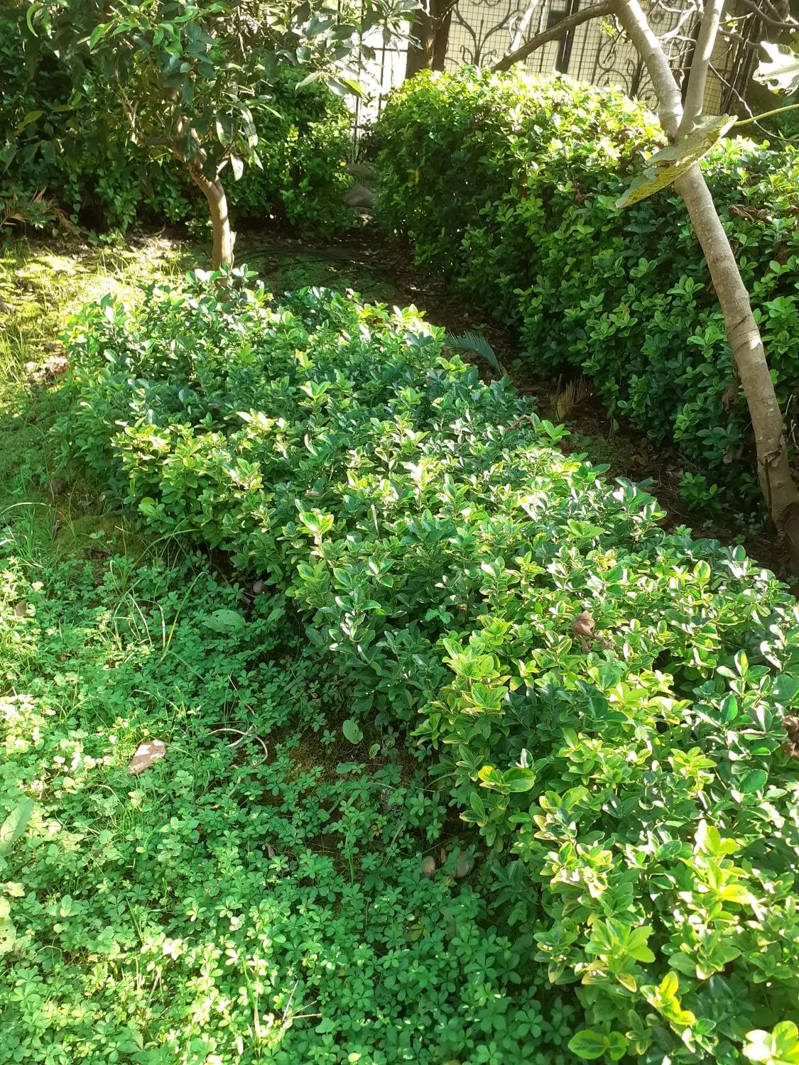 فروش شمشاد|گل و گیاه طبیعی|رانکوه, |دیوار