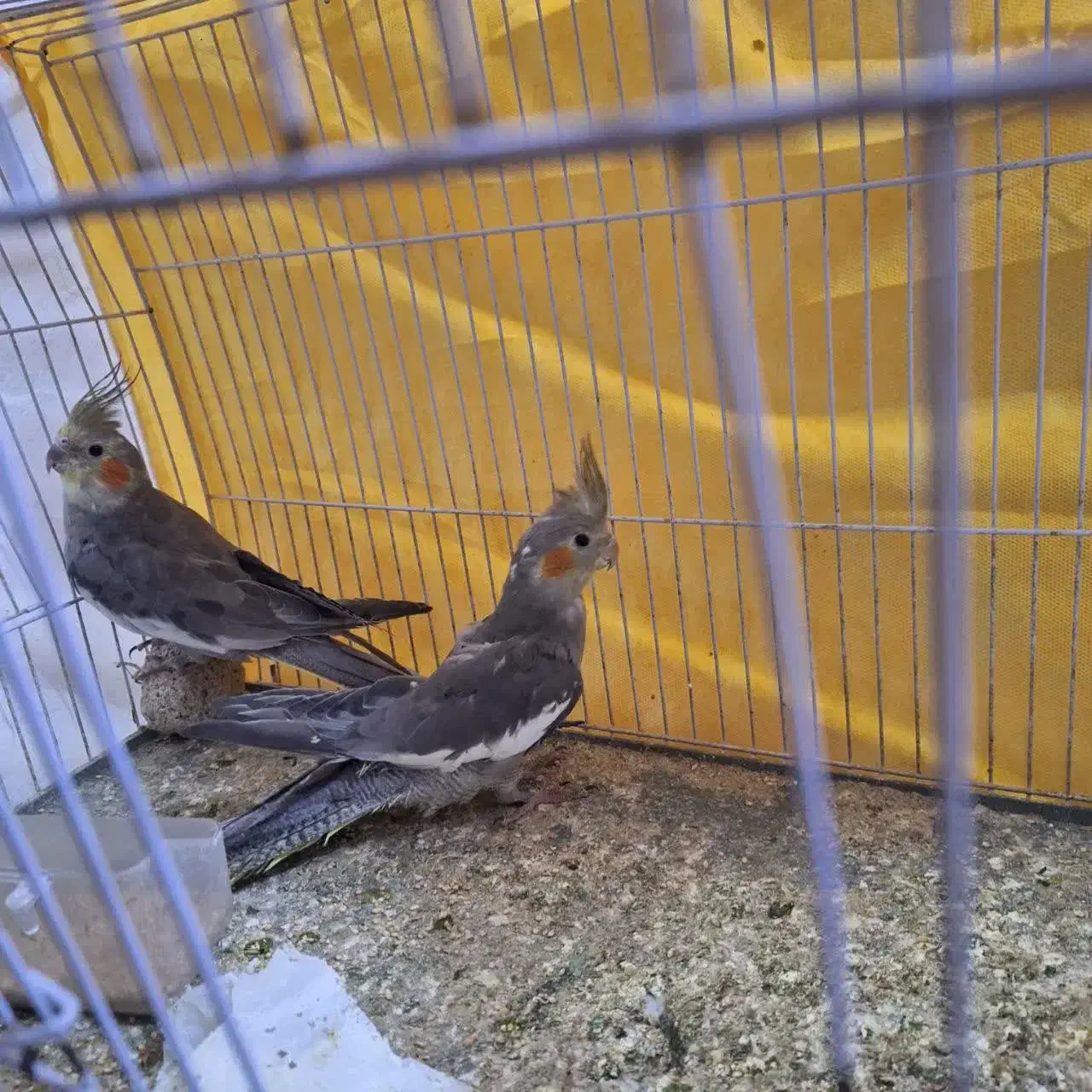 عروس هلندی|پرنده|مشهد, رضاییه|دیوار