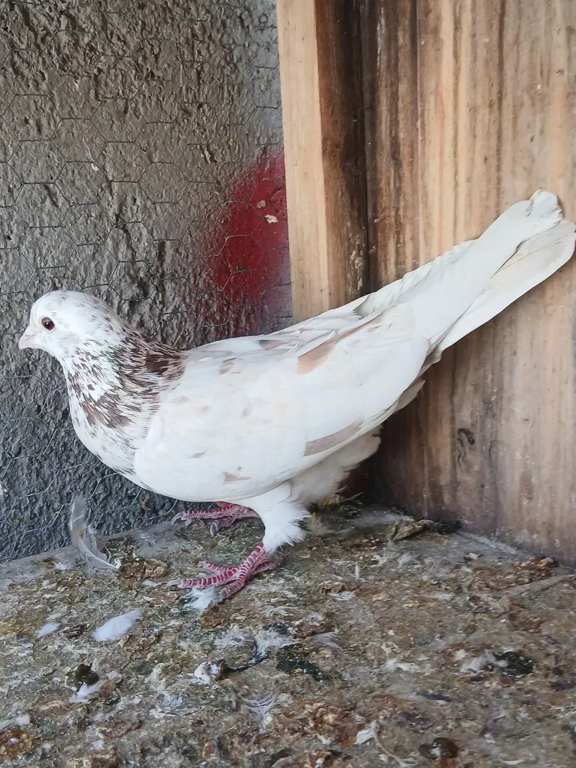 کبوتر نر سرور|پرنده|قم, شهر قائم|دیوار