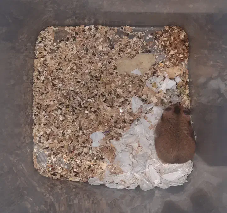 همستر سوری|موش و خرگوش|الوند, |دیوار