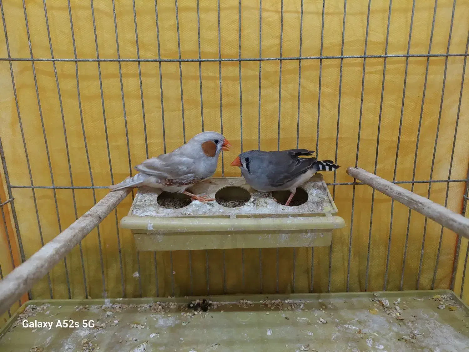 فنچ هاف اورنج|پرنده|بوشهر, |دیوار