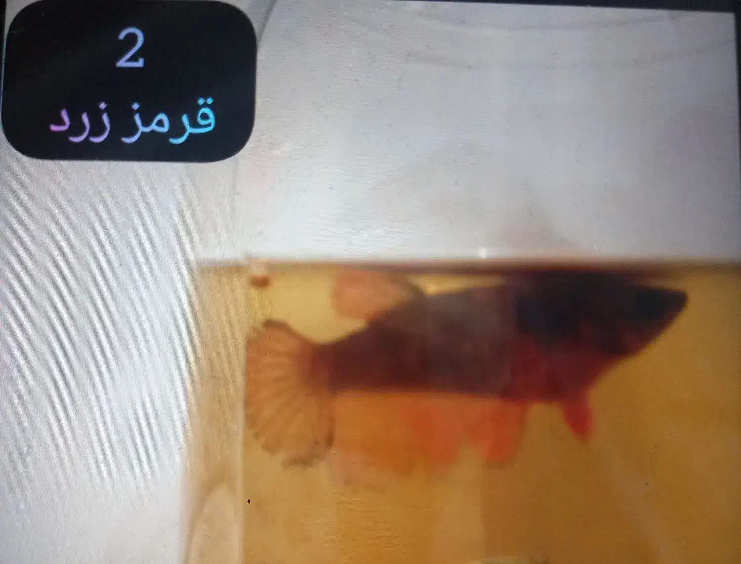 ماهی فایتر ماده|ماهی|تهران, ائمه اطهار|دیوار