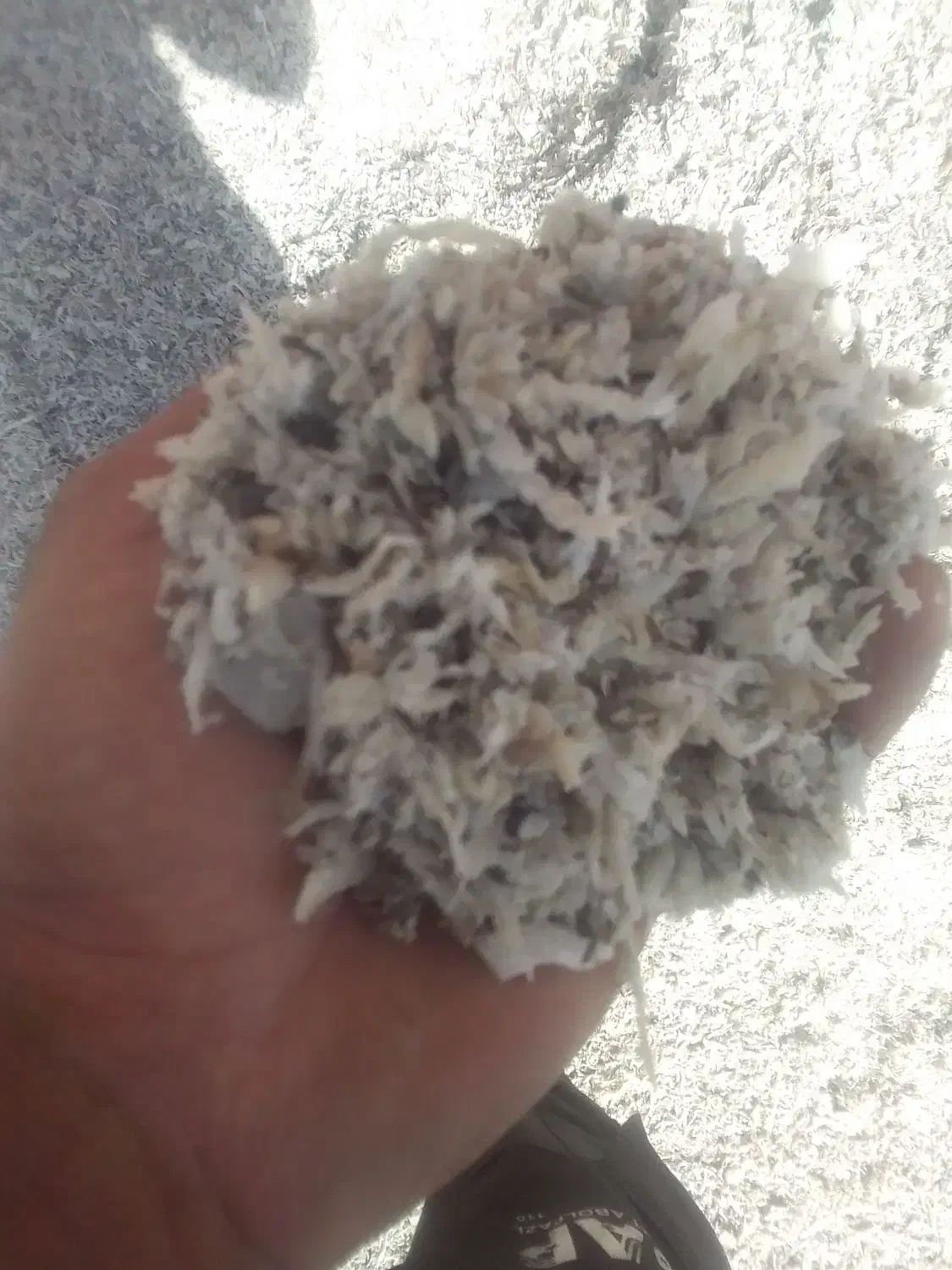 توفال چغندر قند|حیوانات مزرعه|تربت‌حیدریه, قاسم آباد|دیوار