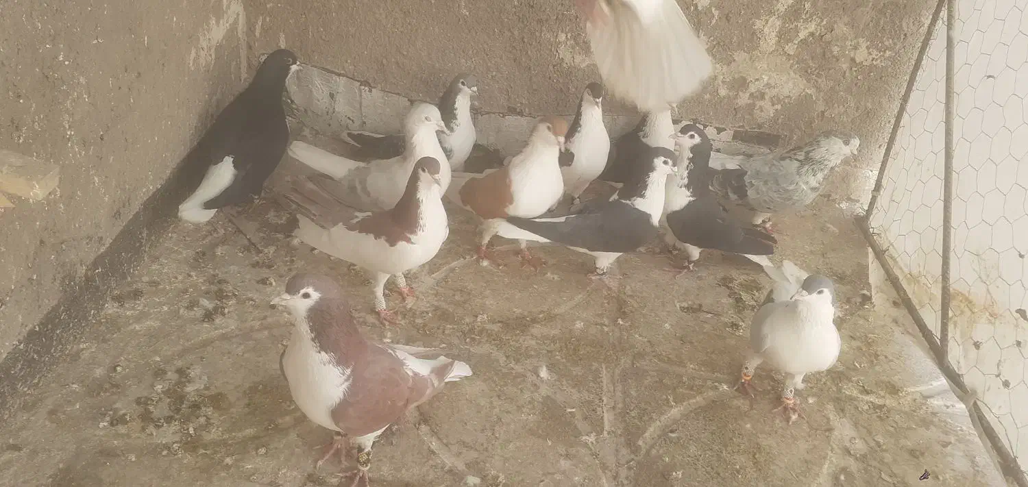 کفتر فروشی|پرنده|سلامی, |دیوار