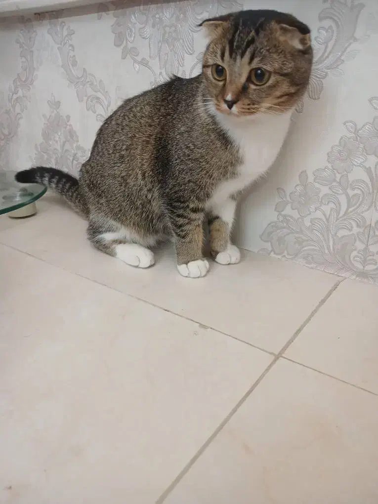 گربه اسکاتیش آروم وخانگی|گربه|مراغه, |دیوار