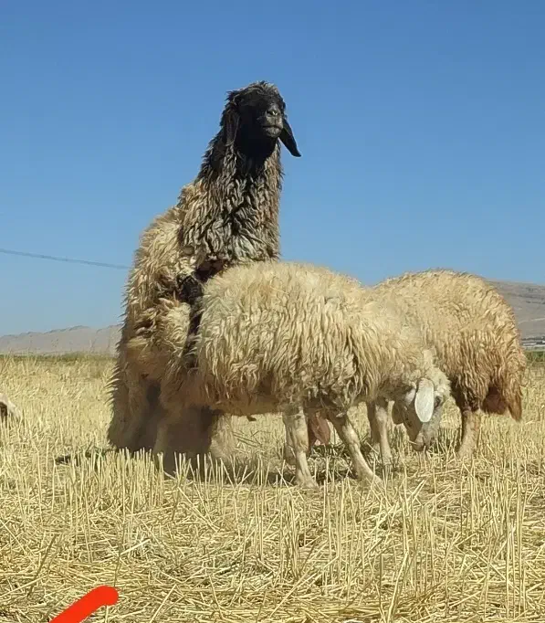 ورن . قوچ . گوسفند|حیوانات مزرعه|ماهیدشت, |دیوار