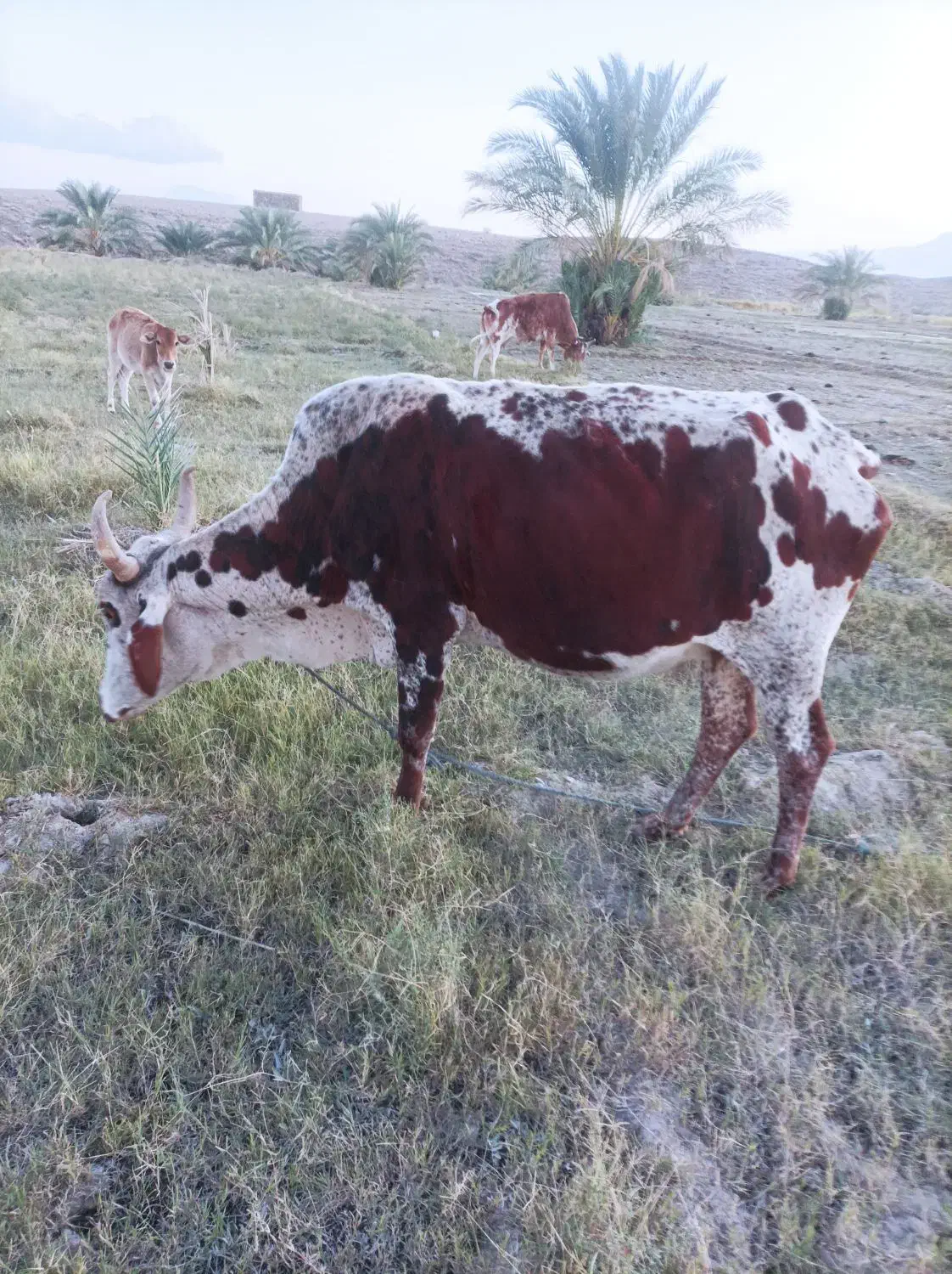 گاو ماده قیمت 85|حیوانات مزرعه|مهرستان, |دیوار