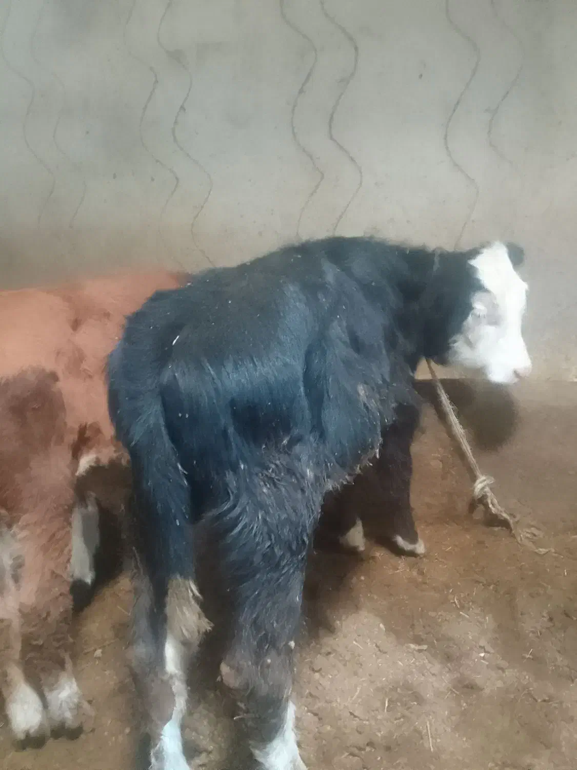 سه عدد گوساله نر|حیوانات مزرعه|هریس, |دیوار