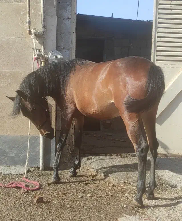 فروشی اسب|اسب و تجهیزات اسب‌سواری|اردبیل, |دیوار