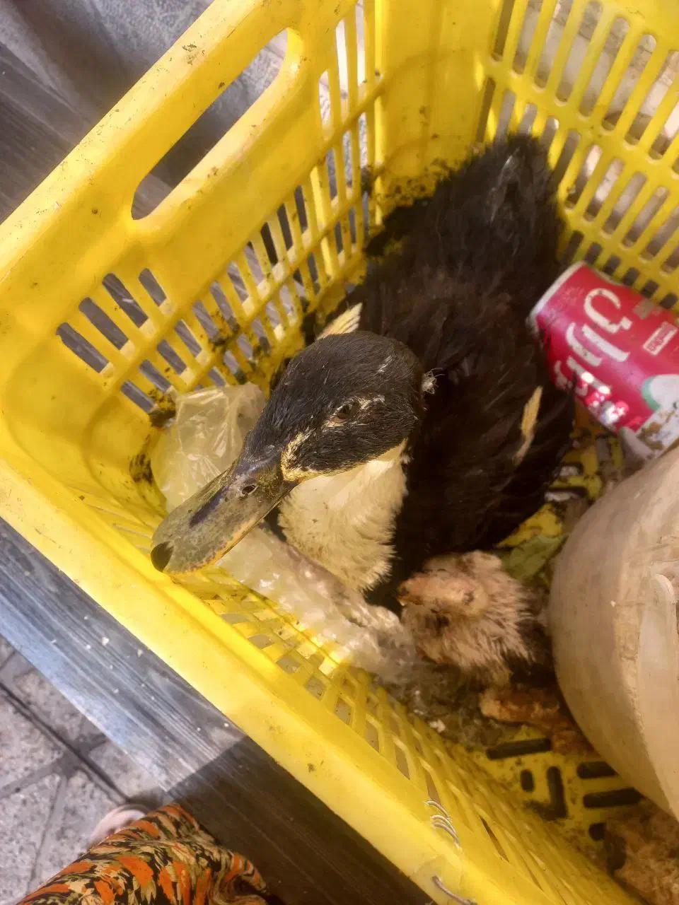 اردک همراه جوجه|پرنده|تهران, بیسیم|دیوار