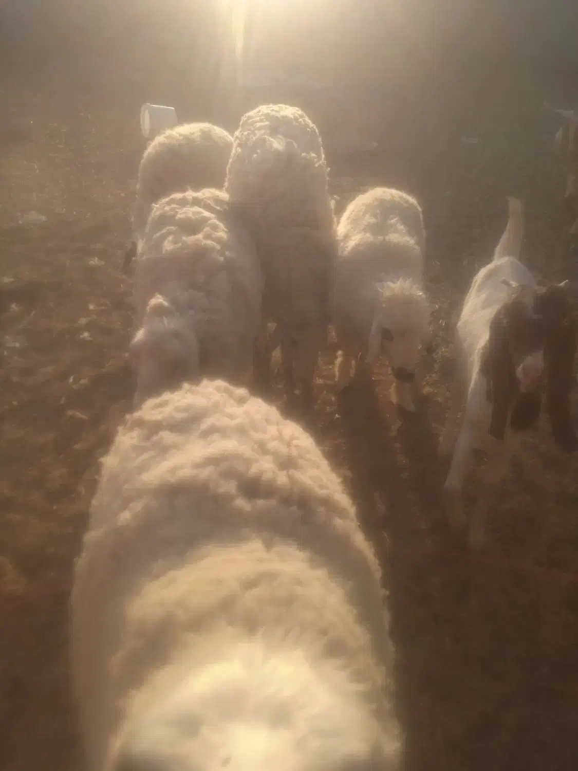 قوچ میش کاور زیر قیمت|حیوانات مزرعه|زیرآب, |دیوار