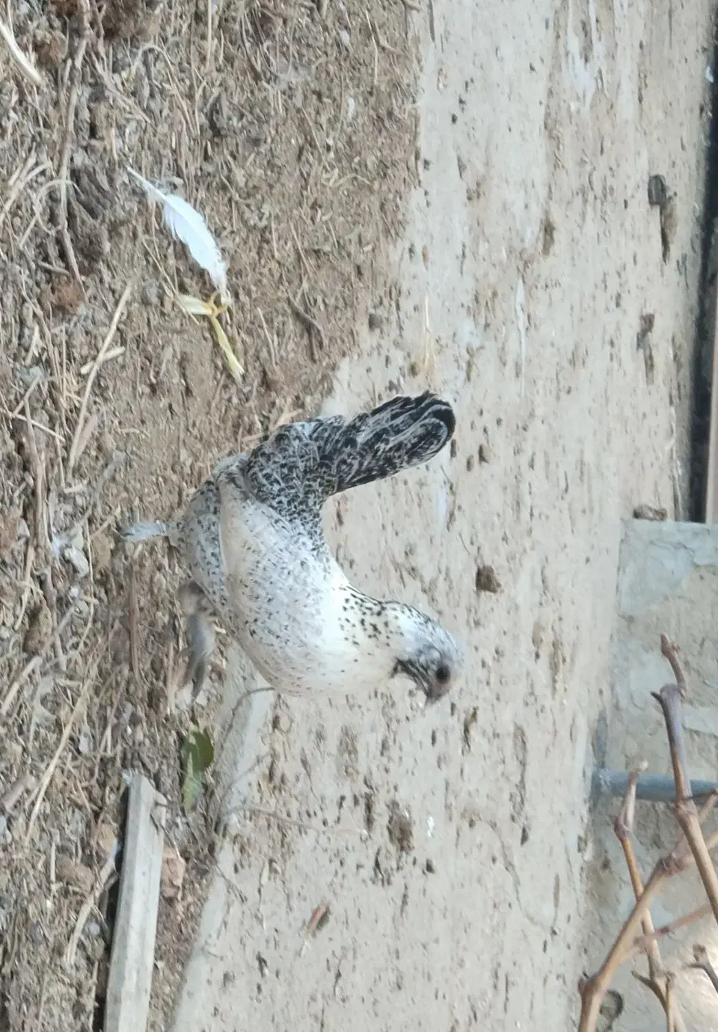 مرغ خروس مینیاتوری|حیوانات مزرعه|ملکان, |دیوار