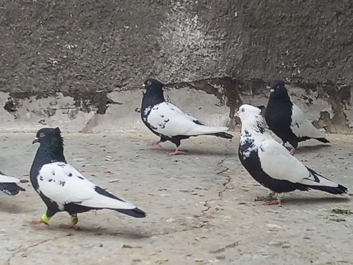 کبوتر کفتر رنگی|پرنده|قم, سراجه (۱۵ خرداد)|دیوار