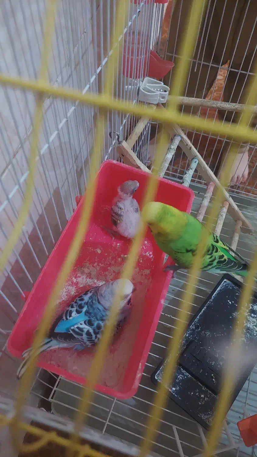 مرغ عشق با قفس|پرنده|لیکک, |دیوار