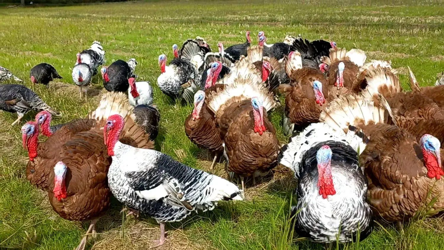 بوقلمون محلی|حیوانات مزرعه|آستانه اشرفیه, |دیوار