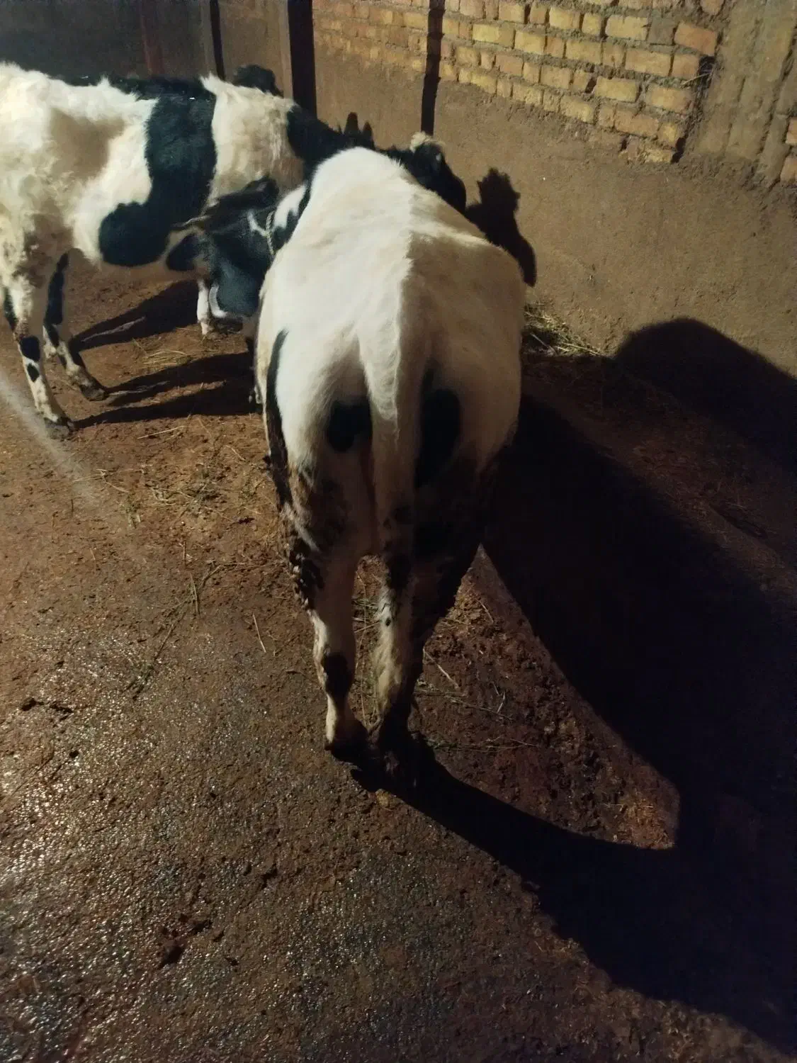 گوساله ماده گوشتی|حیوانات مزرعه|هریس, |دیوار