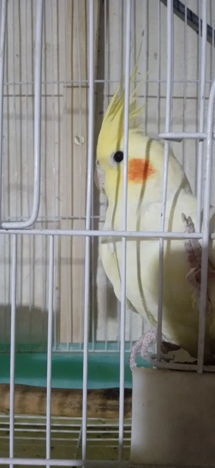 عروس ماده لوتینو|پرنده|شهرضا, |دیوار