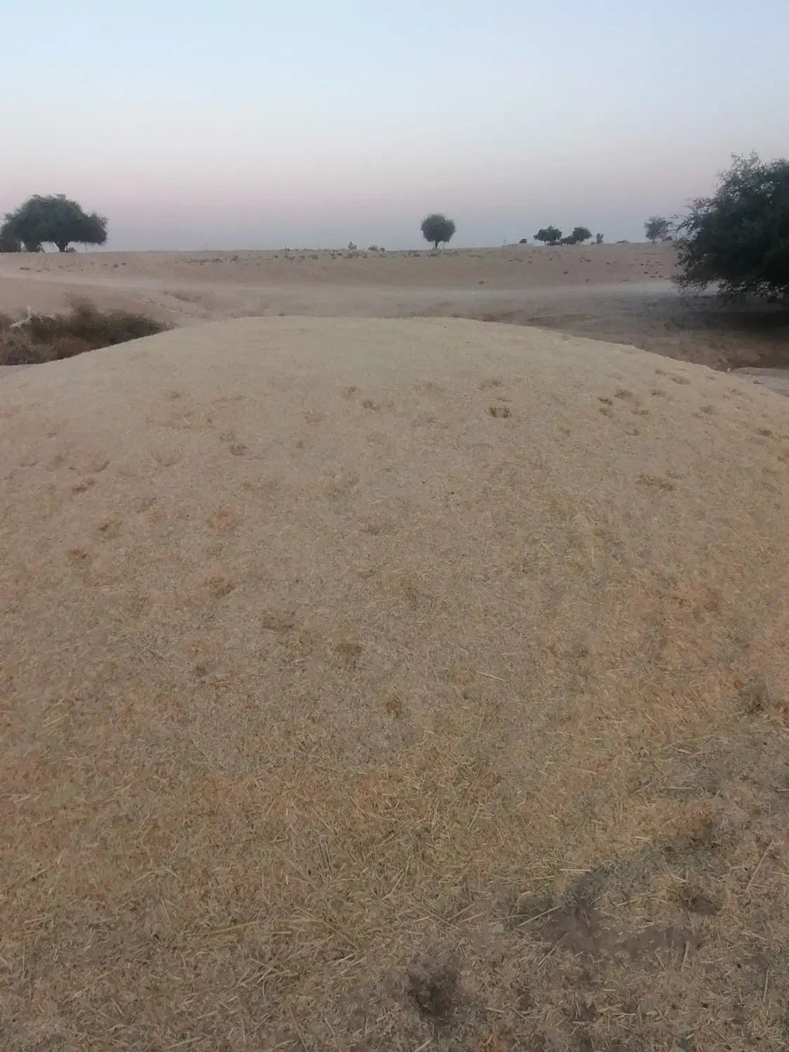 کاه سفید|حیوانات مزرعه|ارم, |دیوار