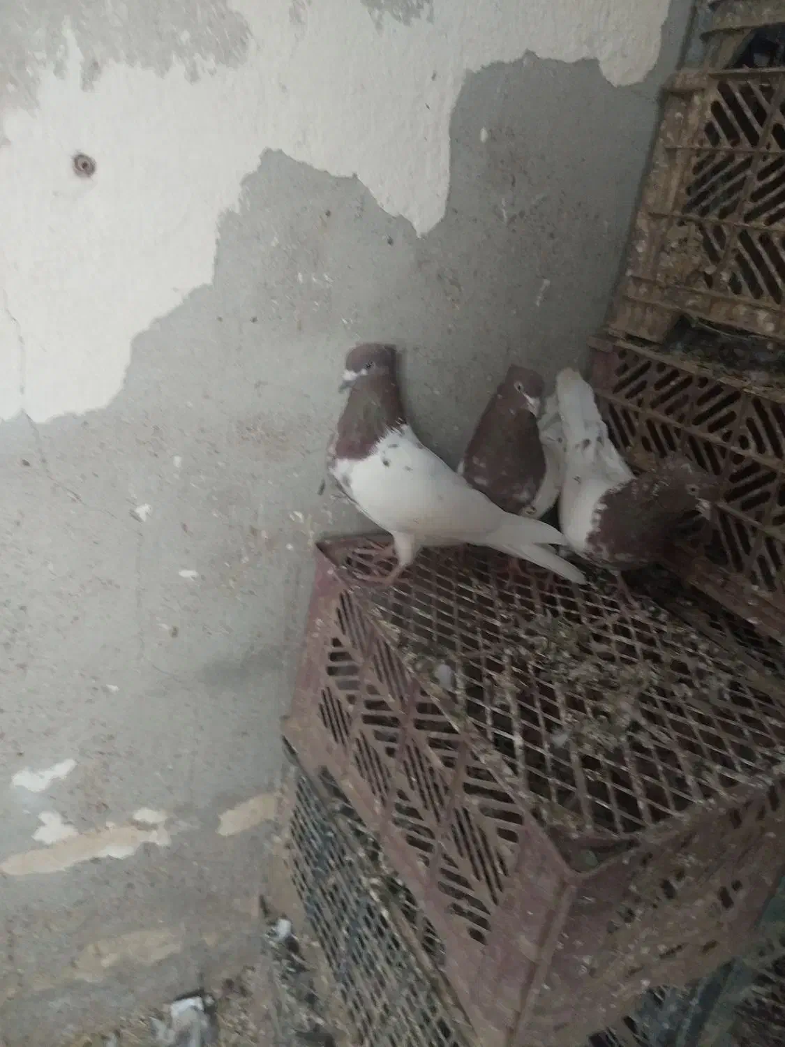 کله قرمز|پرنده|فیروزآباد (آذربایجان), |دیوار