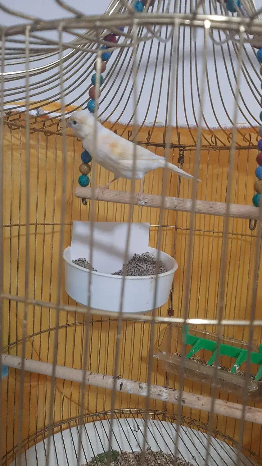 قناری ماد مست|پرنده|مشهد, رضاییه|دیوار