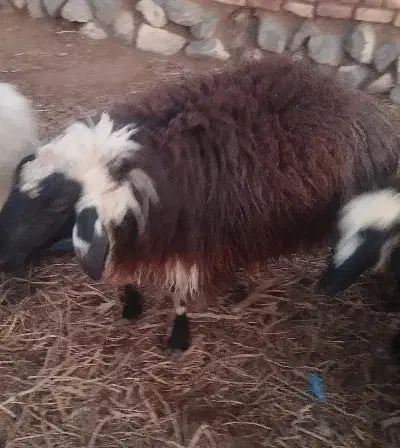 قوچ فروشی|حیوانات مزرعه|درمیان, |دیوار