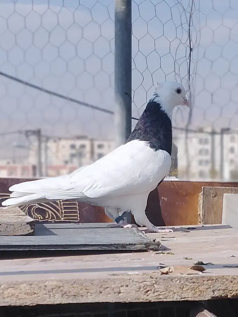 کبوتر سالم معاوضه با قناری یا عروس هلندی|پرنده|سمنان, |دیوار