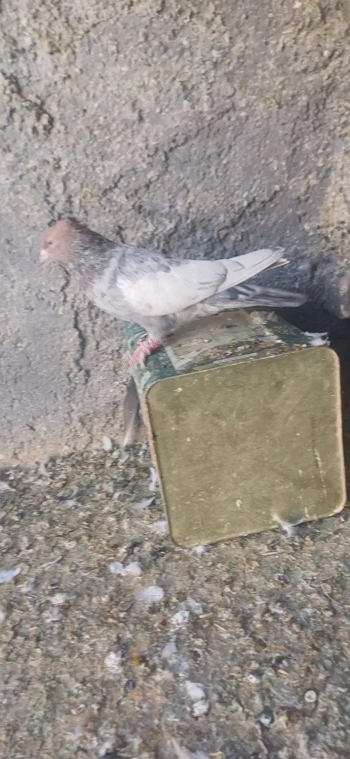 تعدادی کبوتر رنگی|پرنده|صدرا-فارس, فاز ۱|دیوار