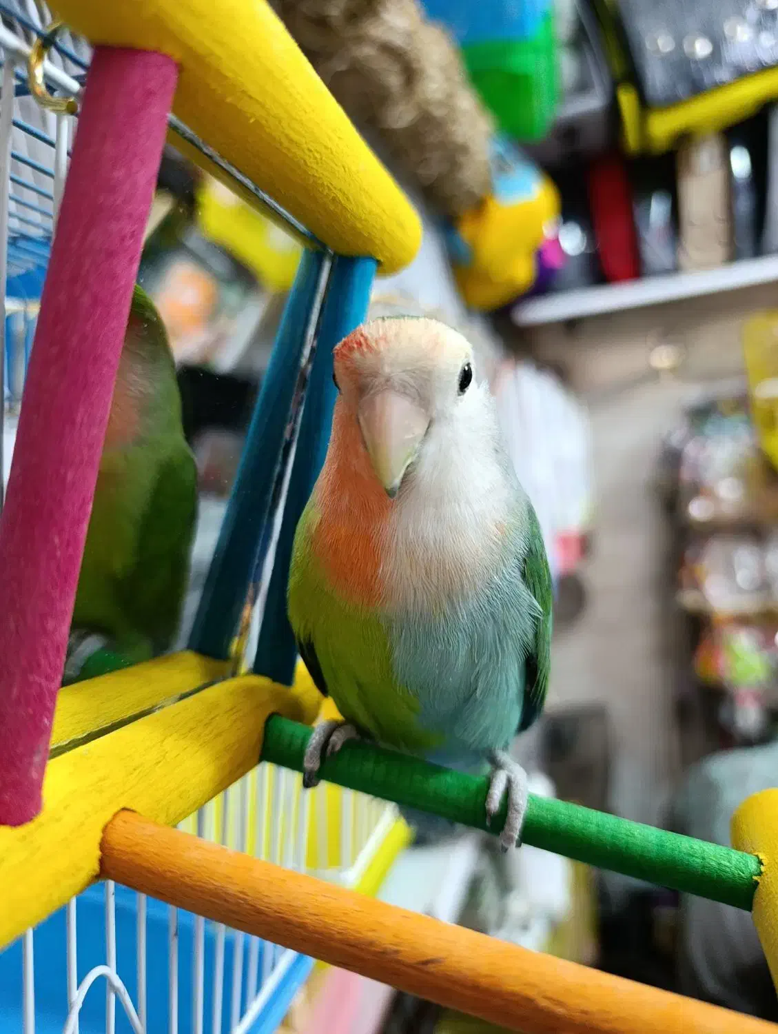 طوطی برزیلی دورنگ|پرنده|شهریار, شهرک وائین|دیوار