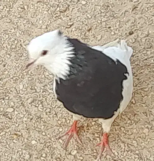 تعدادی کبوتر رنگی|پرنده|آبدان, |دیوار