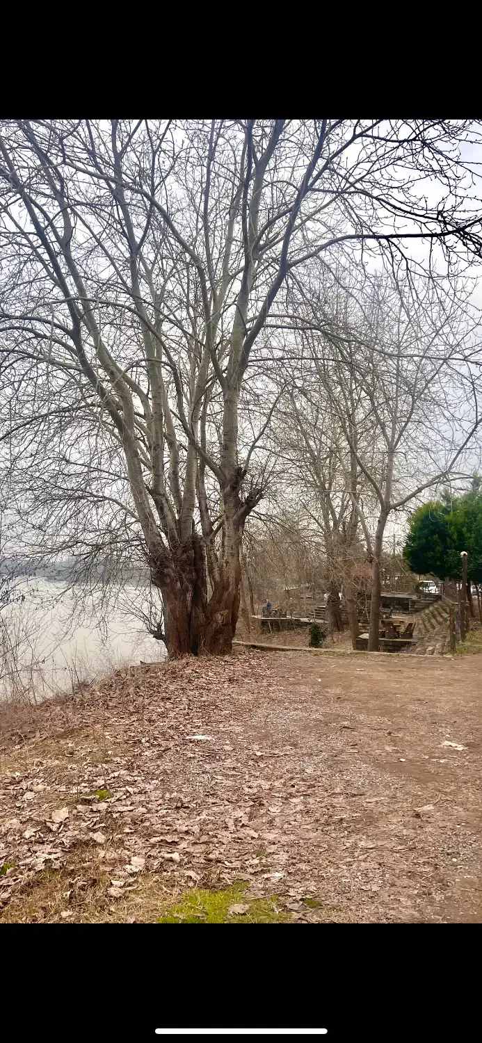 440 متری/چندقدمی سفیدرود/ویلا نشین/لشت نشا/لیچاه|فروش زمین و ملک کلنگی|رشت, منظریه|دیوار