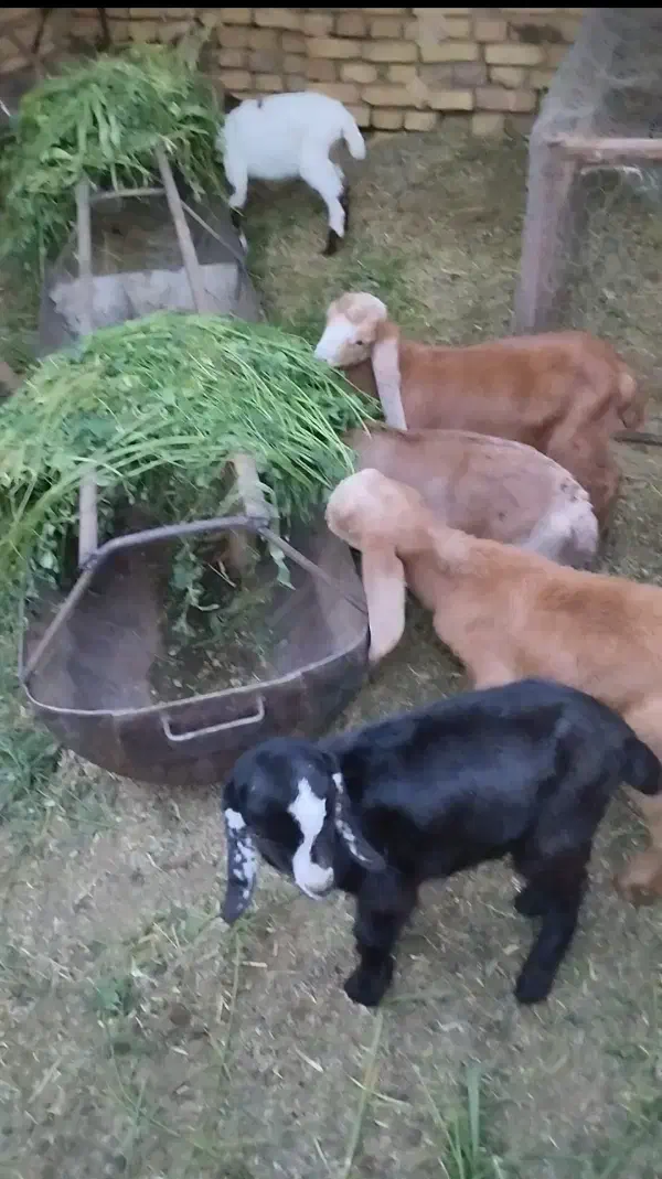 گوسفند|حیوانات مزرعه|میبد, |دیوار