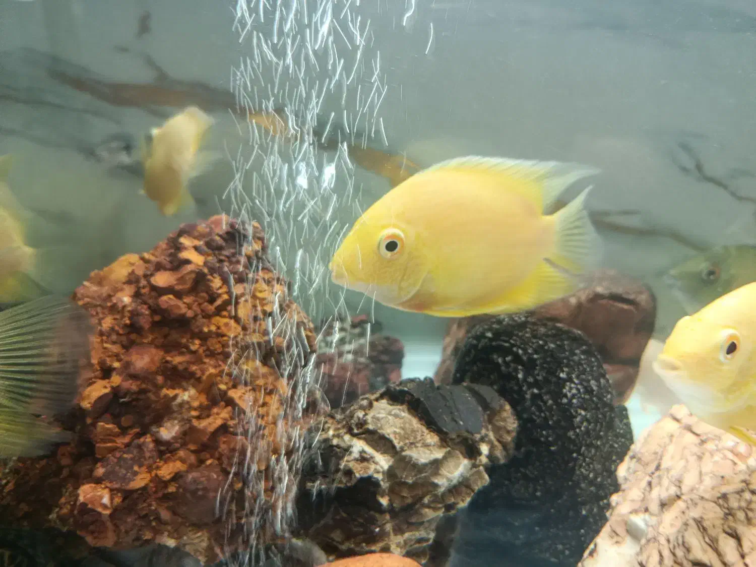 ماهی سورم|ماهی|صدرا-فارس, فاز ۲|دیوار