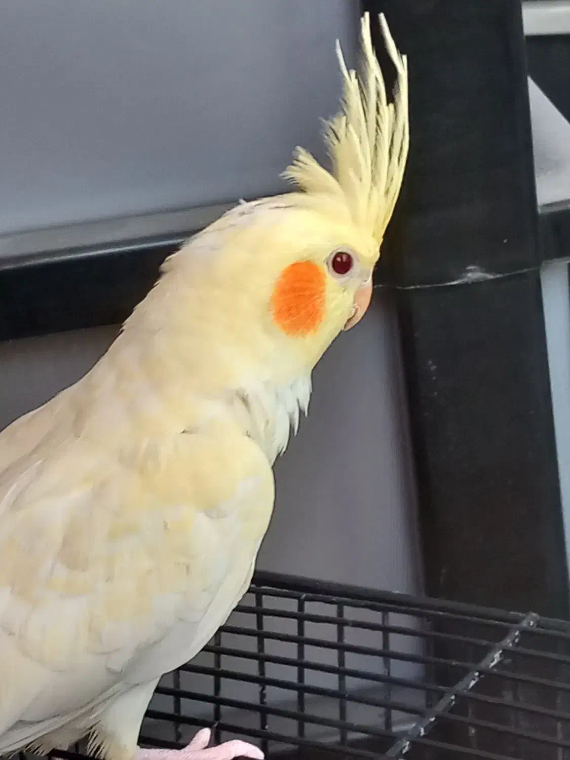 طوطی عروس هلندی|پرنده|قزوین, |دیوار